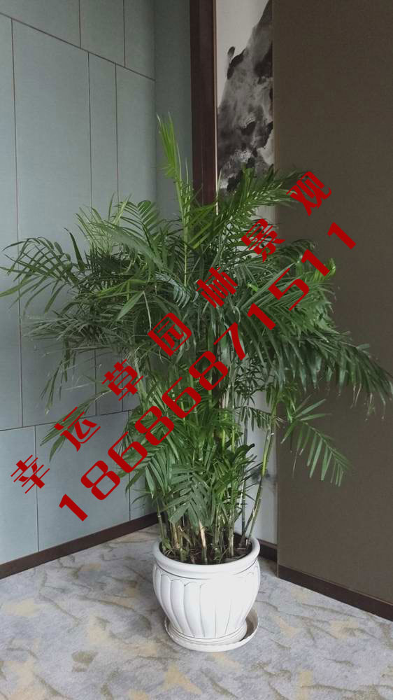 绿植租摆