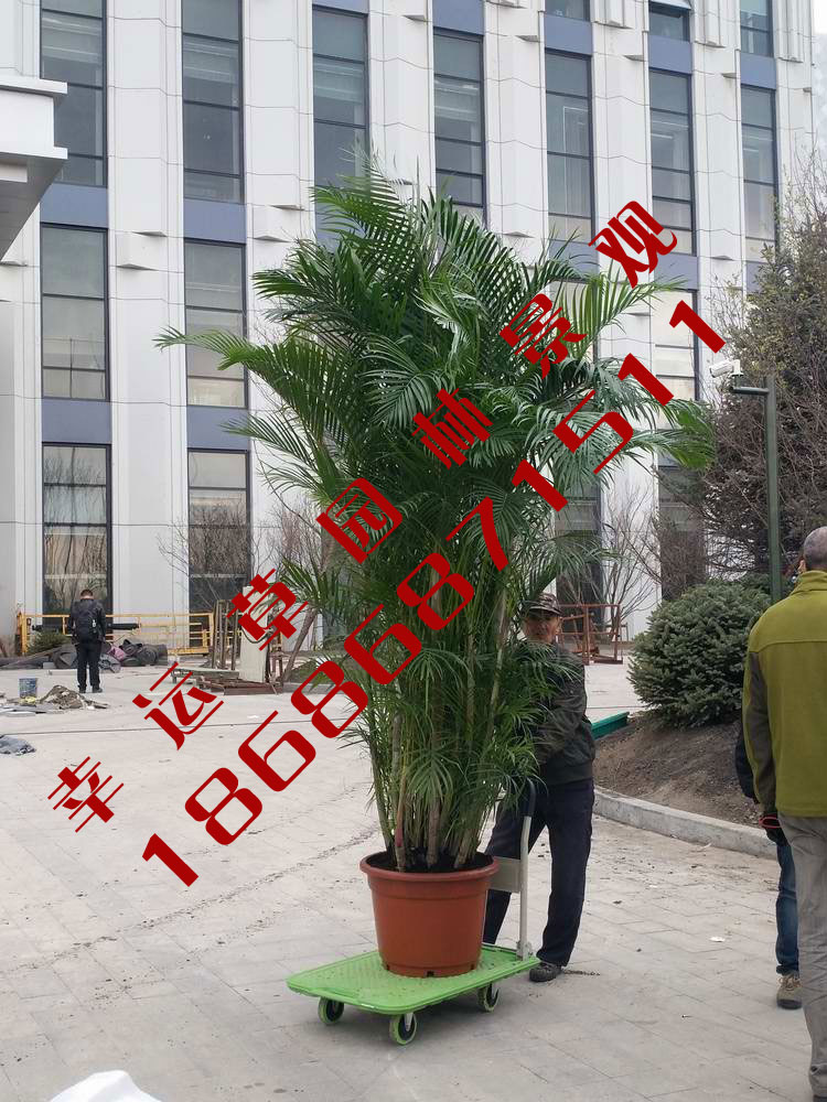 绿植租摆