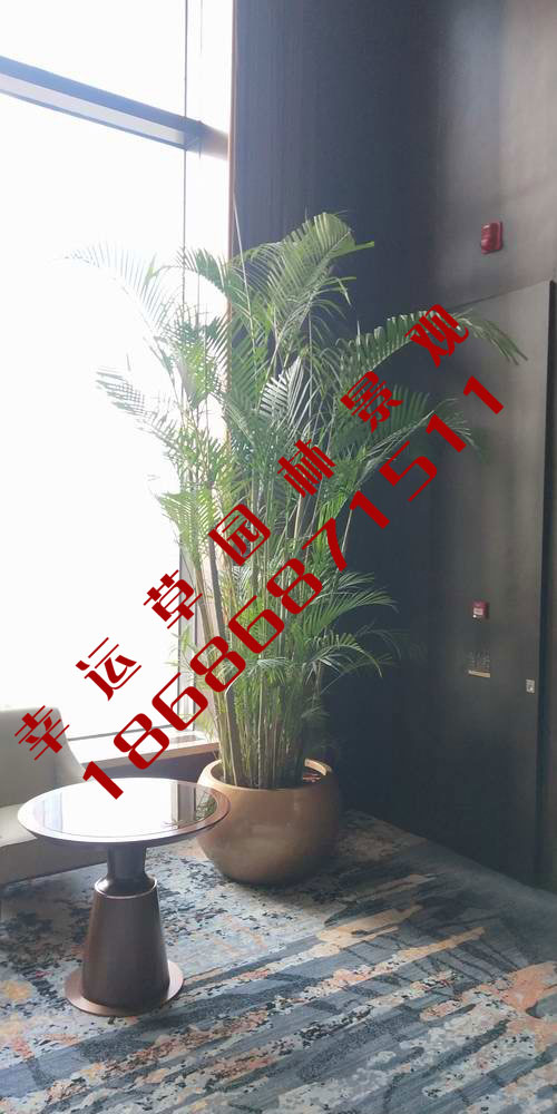 绿植租摆