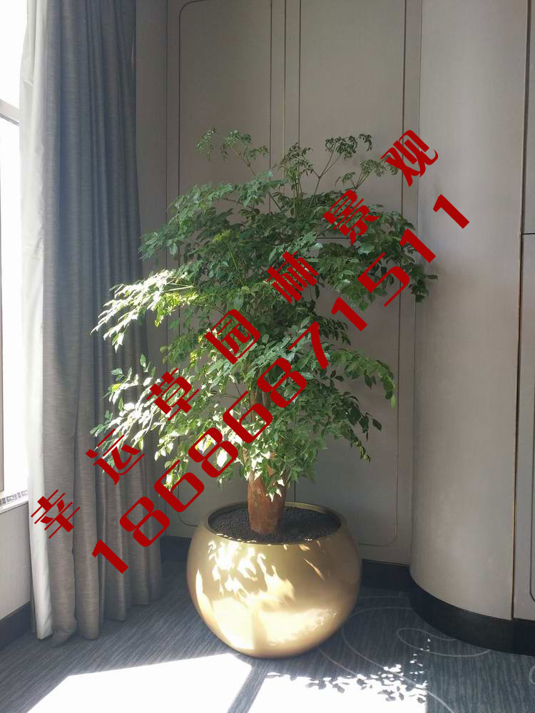 绿植租摆
