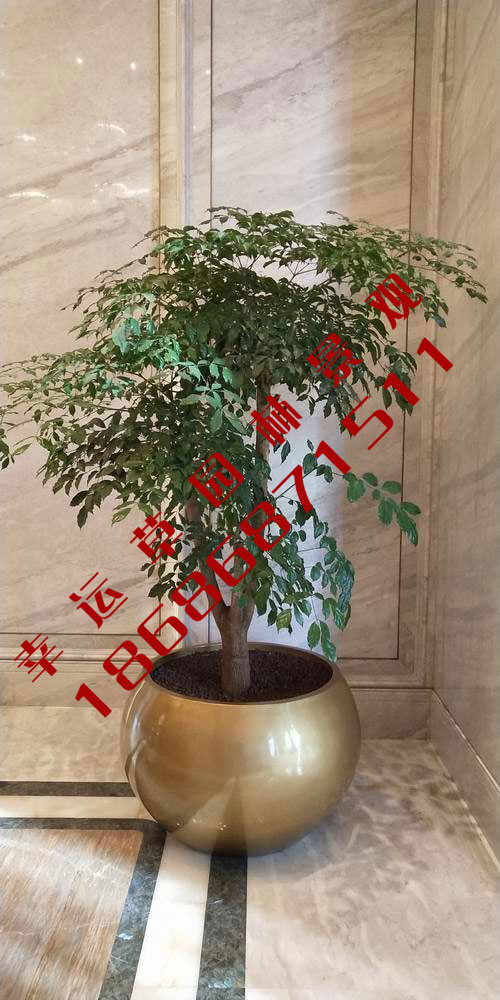 绿植租摆
