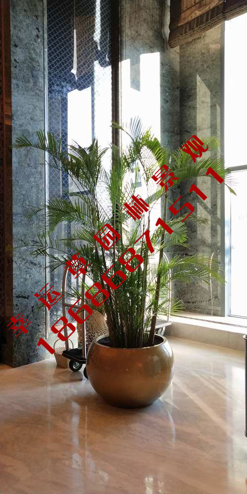 绿植租摆