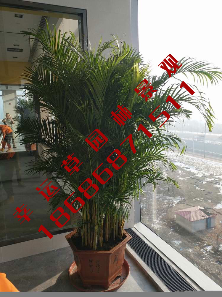 绿植租摆