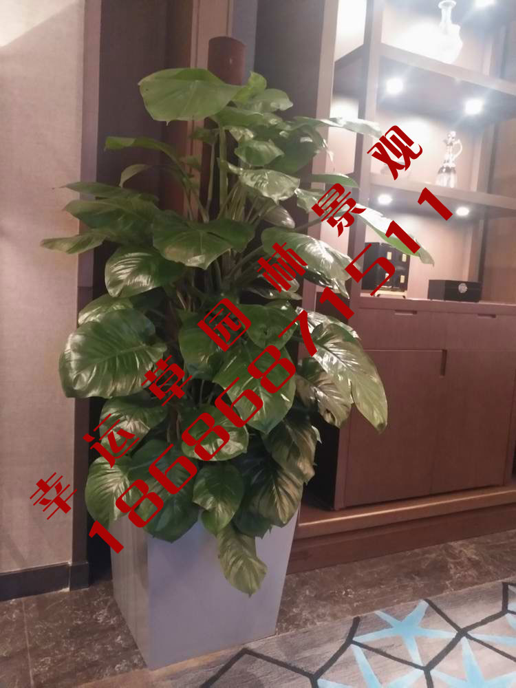 绿植租摆