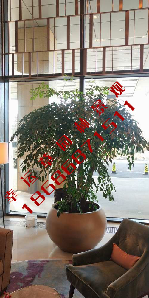 绿植租摆