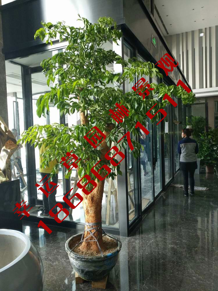 绿植租摆