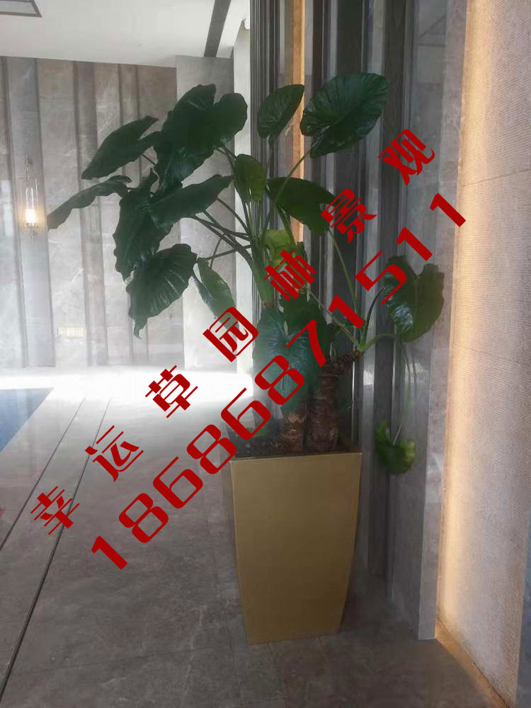 绿植租摆