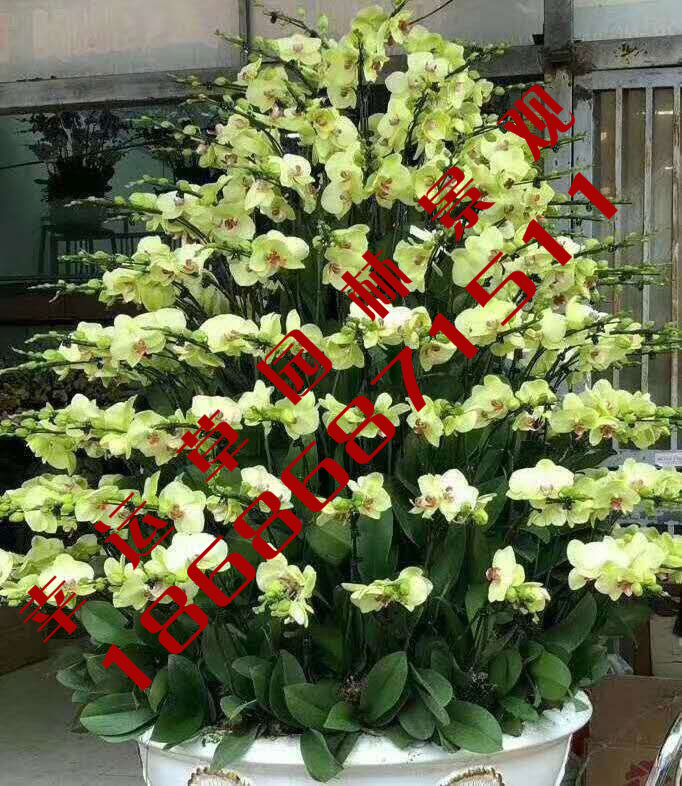 绿植租摆